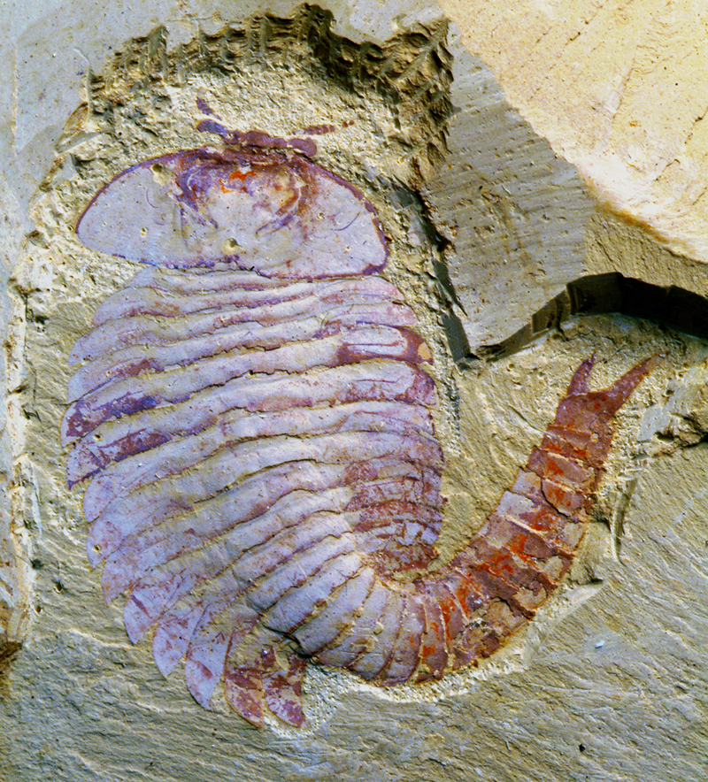 Illustration for article titled Ancient fossil reveals that Cthulhu really did live on Earth 500 million years ago